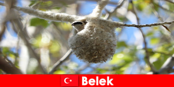 प्रकृति पर्यटकों को बेलेक तुर्की में पेड़ों और पक्षियों की दुनिया का अनुभव