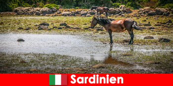सार्डिन इटली में अजनबियों के रूप में जंगली जानवरों और प्रकृति को करीब से अनुभव करें
