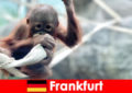 फ्रैंकफर्ट परिवार जर्मनी के दूसरे सबसे पुराने चिड़ियाघर में घूम रहा है